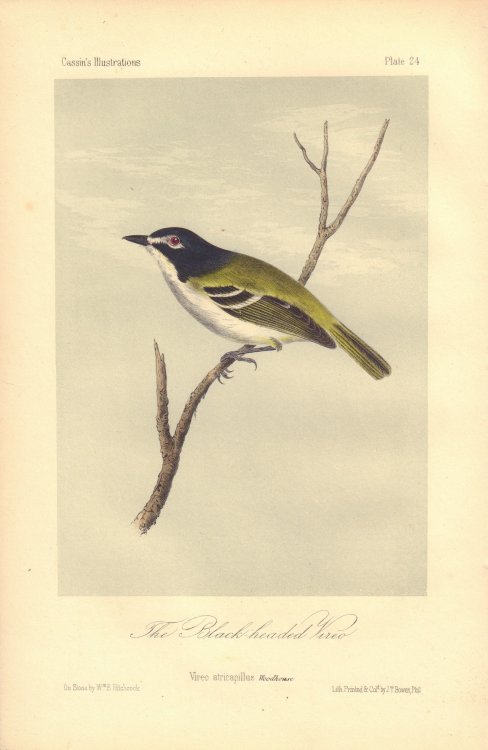 The Black-headed Vireo: Vireo atricapillus