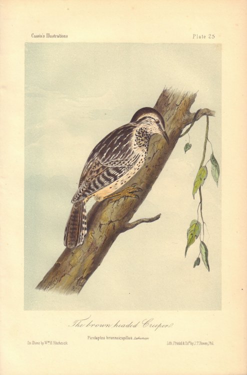 The brown headed Creeper: Picolaptes brunneicapillus