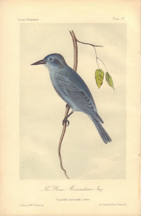 The Prince Maximilian's Jay: Gymnokitta cyancephala