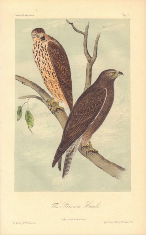 The Brown Hawk: Buteo insignatus