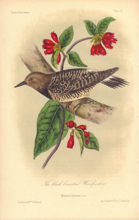 The black breasted Woodpecker: Melanerpes thyroideus