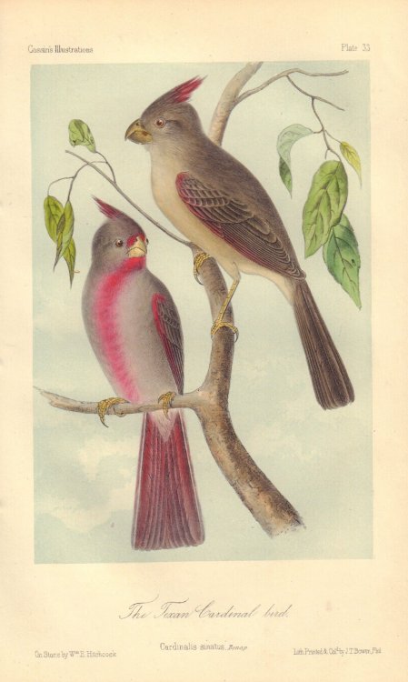 The Texan Cardinal bird: Cardinalis sinatus