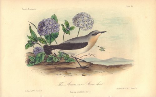 The American Stone chat: Saxicola oenanthoides
