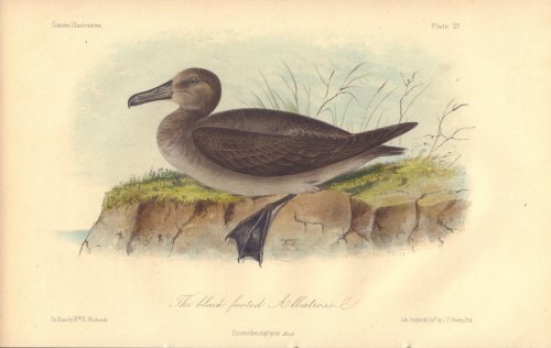 The black footed Albatross: Diomedea nigripes