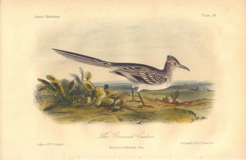 The Ground Cuckoo: Geococcyx mexicanus