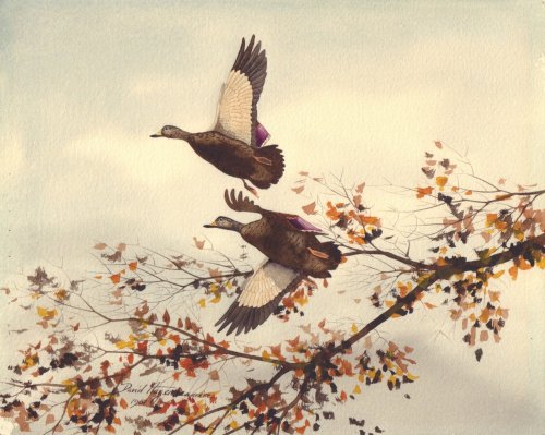 Image for Ducks in Flight Ducks in Flight