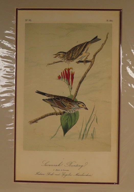 Savannah Bunting No.32, PI.160