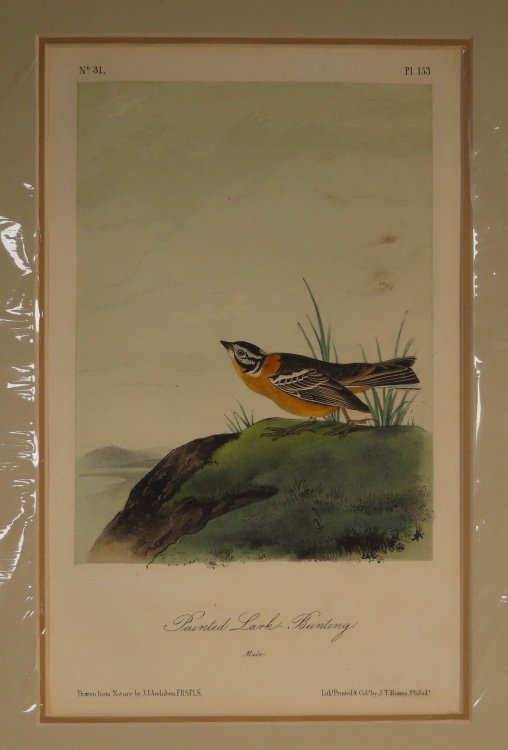 Painted Lark - Bunting