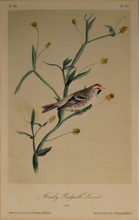 Mealy Redpoll Linnet No.36, PI.178