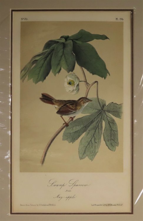 Swamp Sparrow No.35, PI. 175