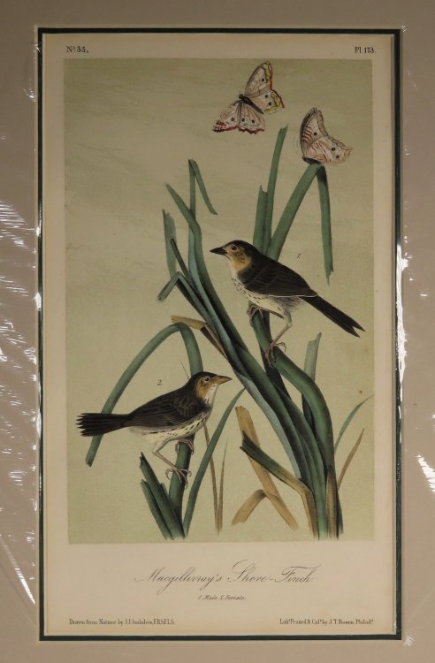 Macgillivray's Shore-Finch No. 35, PI. 173
