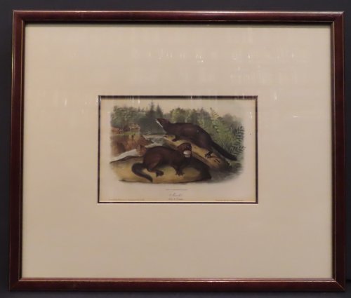 Mink (Plate 33)