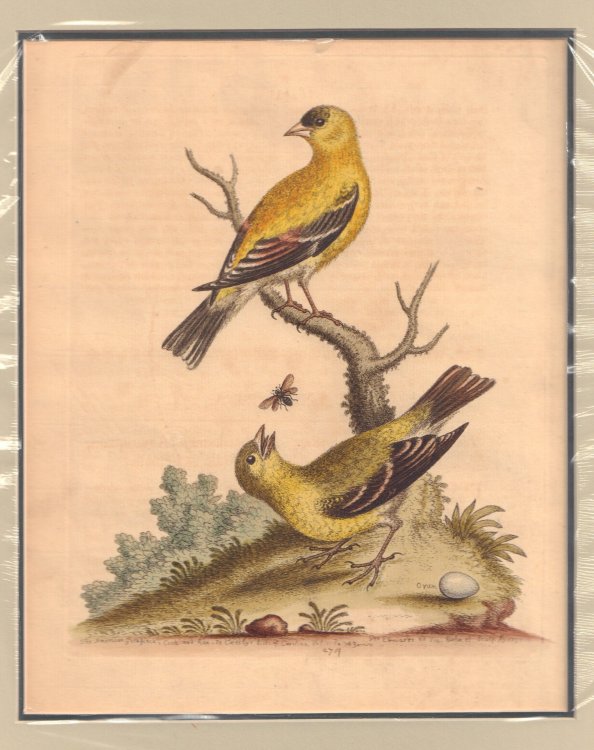 Image for The American Goldfinch, Cock and Hen The American Goldfinch, Cock and Hen