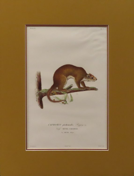 Image for CAPROMYS prehensilis pappig. Hutia Carabali CAPROMYS prehensilis pappig. Hutia Carabali