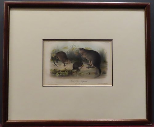 Image for Musk Rat - Musquash, Old & Young, Plate XIII (from Audubon's Quadropeds) Musk Rat - Musquash, Old & Young, Plate XIII (from Audubon's Quadropeds)