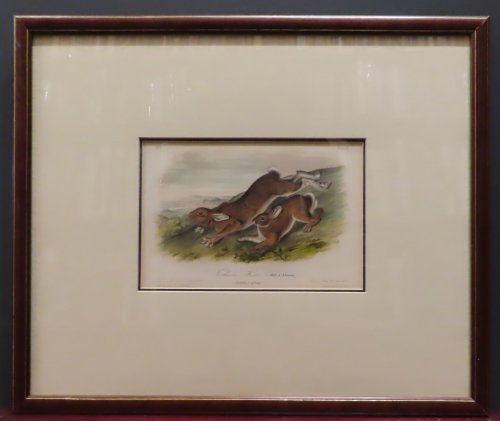 Image for Northern Hare, Old & Young, Plate XI (from Audubon's Quadrupeds) Northern Hare, Old & Young, Plate XI (from Audubon's Quadrupeds)