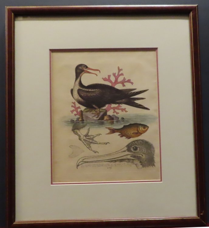 Image for Manofwar-Bird and The Chinees (Chinese) Fish Manofwar-Bird and The Chinees (Chinese) Fish