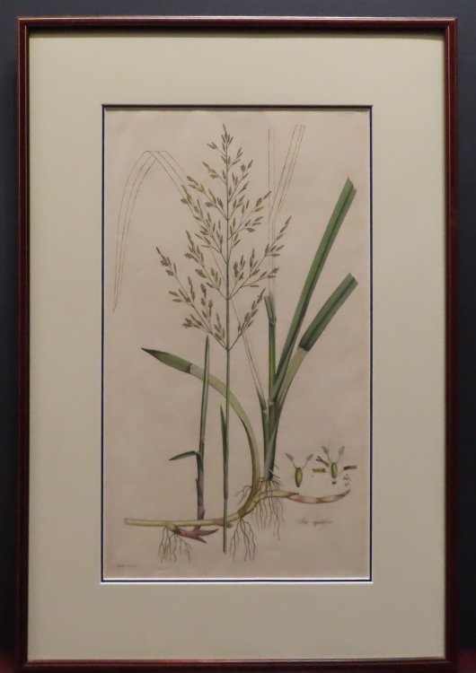 Poa Aquatica. [from Curtis' Flora Londinensis.] (Hand colored) Plates and descriptions of such plants as grow wild in the environs of London : with their places of growth, and times of flowering, their several names according to Linnus and other authors : with a particular description of each plant 