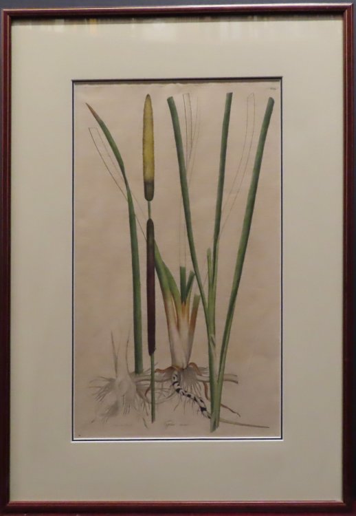 Typha Minor. Plate 62, Volume 3 [from Curtis' Flora Londinensis.] (Hand colored) or, Plates and descriptions of such plants as grow wild in the environs of London : with their places of growth, and times of flowering, their several names according to Linnus and other authors : with a particular desc