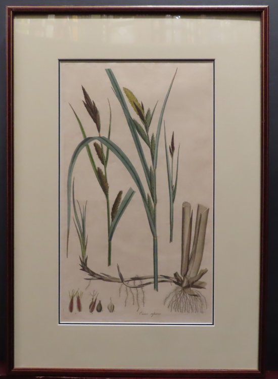 Carex Riparia. [from Curtis' Flora Londinensis.] (Hand colored) or, Plates and descriptions of such plants as grow wild in the environs of London : with their places of growth, and times of flowering, their several names according to Linnus and other authors : with a particular description of each p