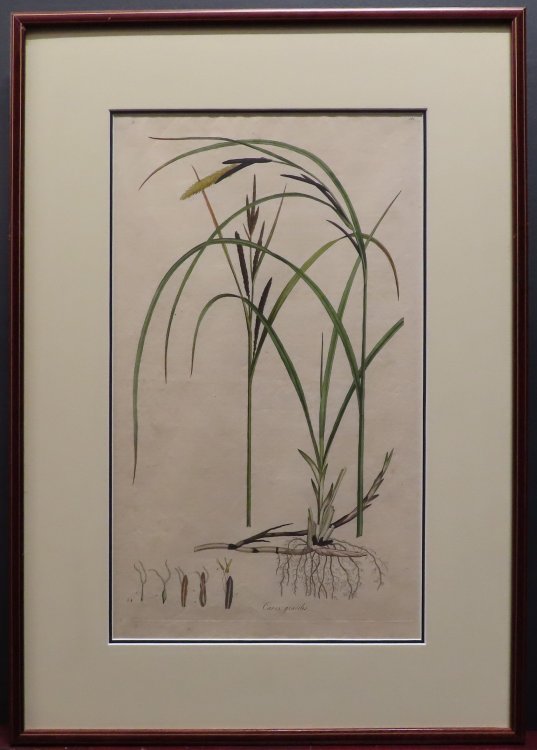 Carex gracilis. [from Curtis' Flora Londinensis.] (Hand colored)
