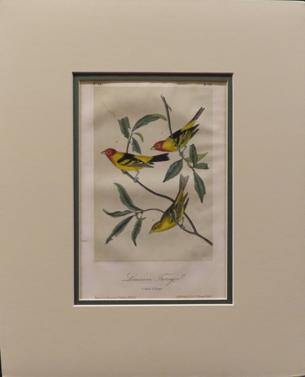 Image for Louisiana Tanager. 1. Males, 2. Female. Plate 210 from Louisiana Tanager. 1. Males, 2. Female. Plate 210 from