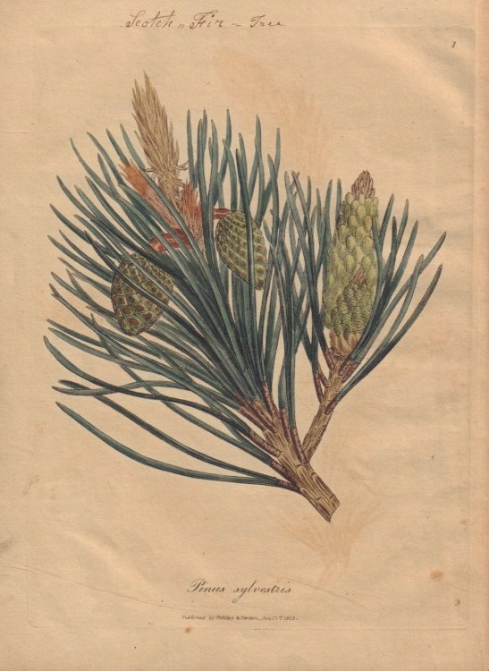 Pinus sylvestris (Plate 1 from Medical Botany.); [Scotch,,Fir-Tree]