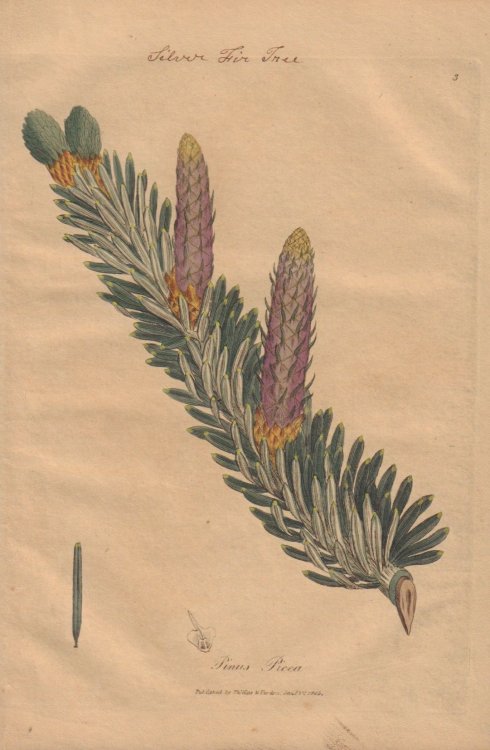 Pinus Picea [Silver Fir Tree]