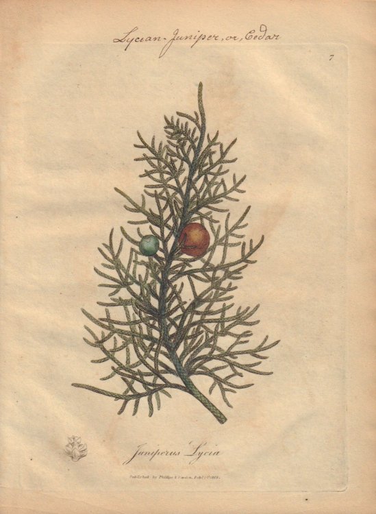 Jinperus Lycia [Lycian-Juniper, or, Cedar]