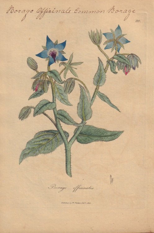 Borago officinalis [Borago Officinalis; Common Borage]