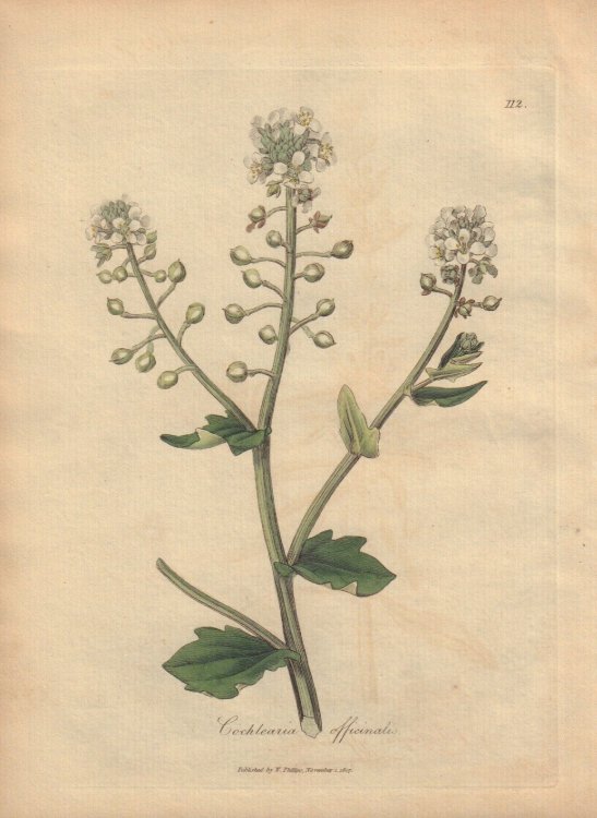 Cochlearia officinalis