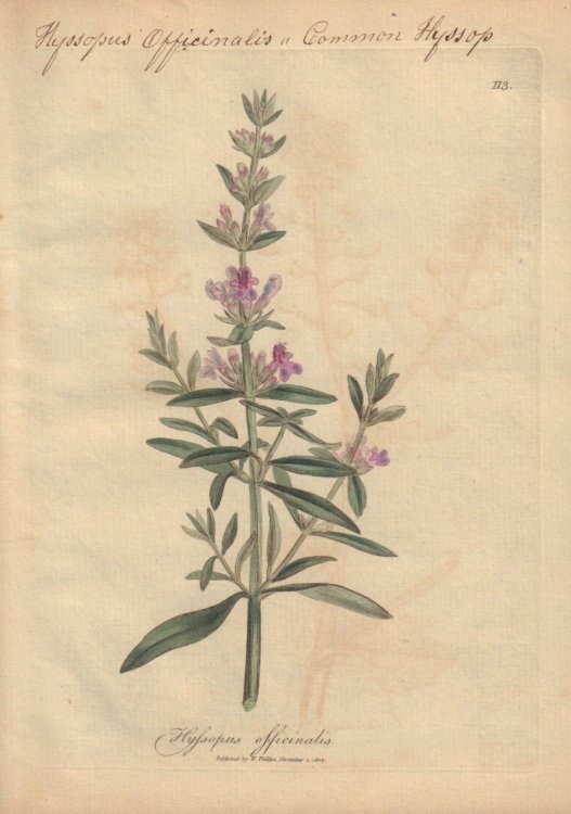 Hyssopus officinalis [Hyssopus Officinalis; Common Hyssop]