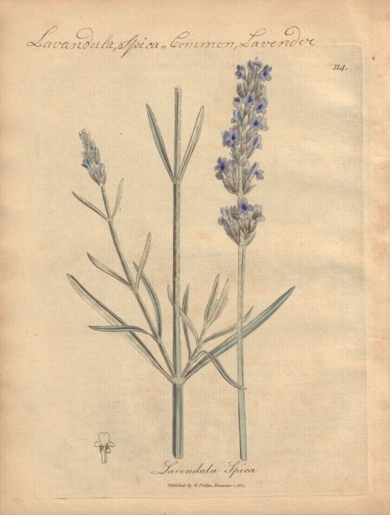 Lavendula Spica [Lavendula Spica; Common Lavender]