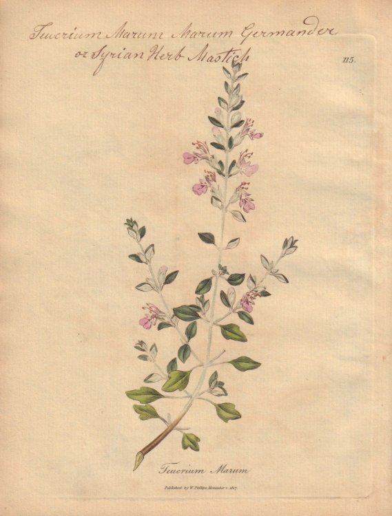 Teucrium Marum [Teucrium Marum; Marum Germander or Syrian Herb Mastich]