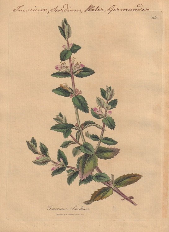 Teucrium Scordium [Teucrium Scordium; Water Germander]
