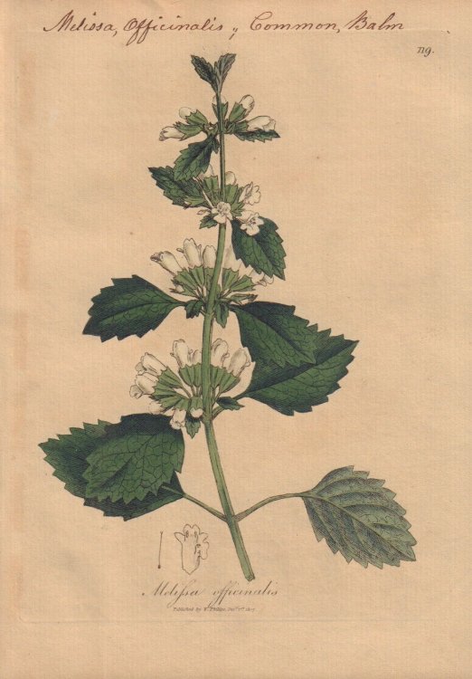 Melissa officinalis [Melissa Officinalis; Common Balm]