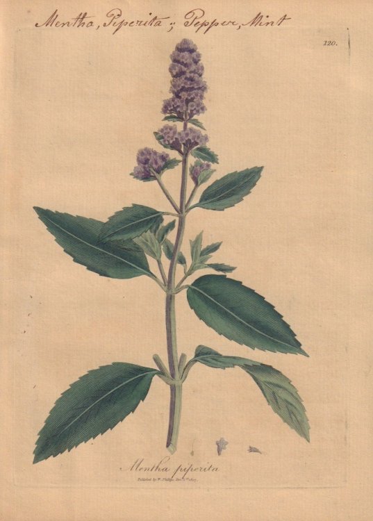 Mentha piperita [Mentha Piperita; Pepper, Mint]