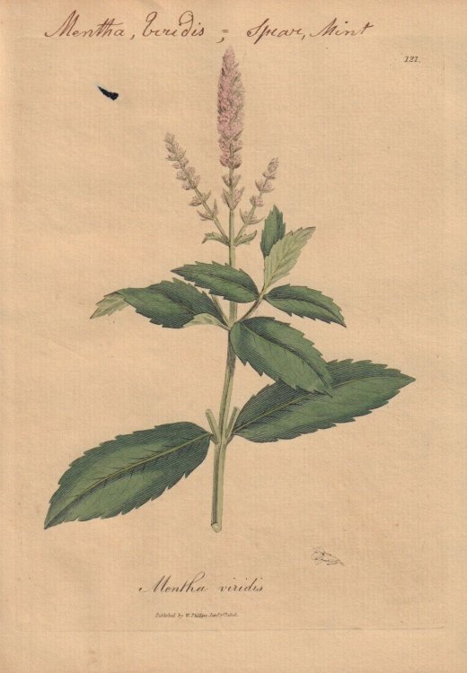 Mentha viridis [Mentha Viridis; Spear, Mint]
