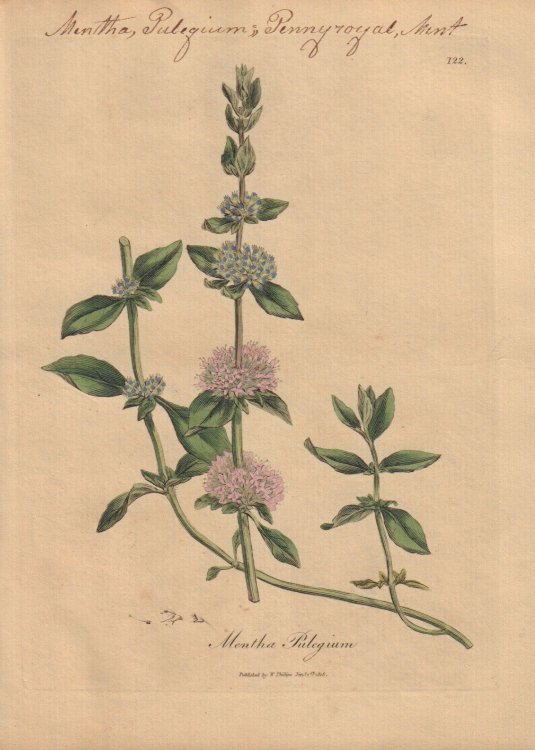 Mentha Pulegium [Mentha Pulegium; Pennyroyal, Mint]