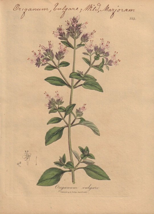 Origanum vulgare [Origanum Vulgare; Mild, Marjoram]