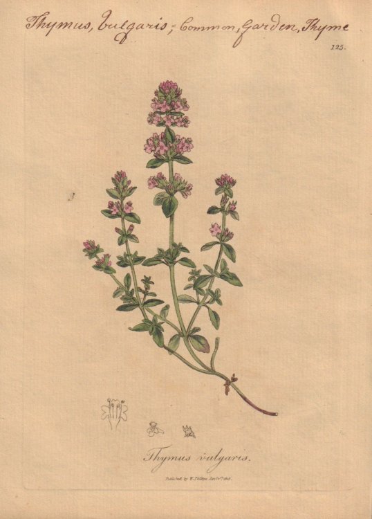Thymus vulgaris [Thymus Vulgaris; Common, Garden, Thyme]