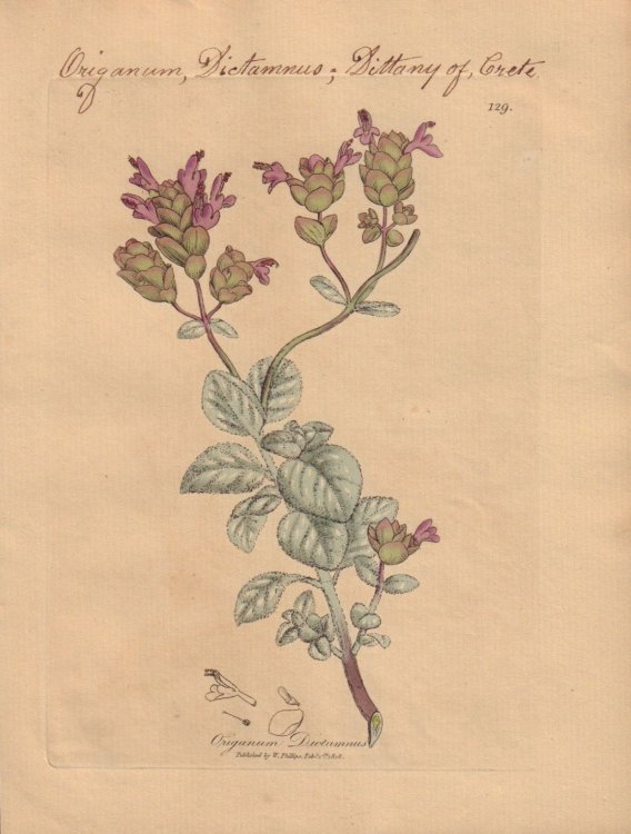 Origanum Dictamnus [Origanum Dictamnus; Dittany of Crete]