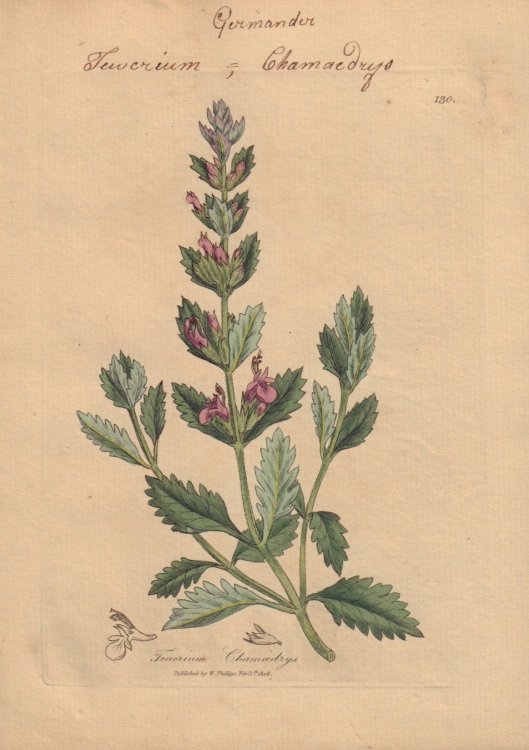 Teucrium Chamaedrys [Teucrium Chamaedrys; Germander]
