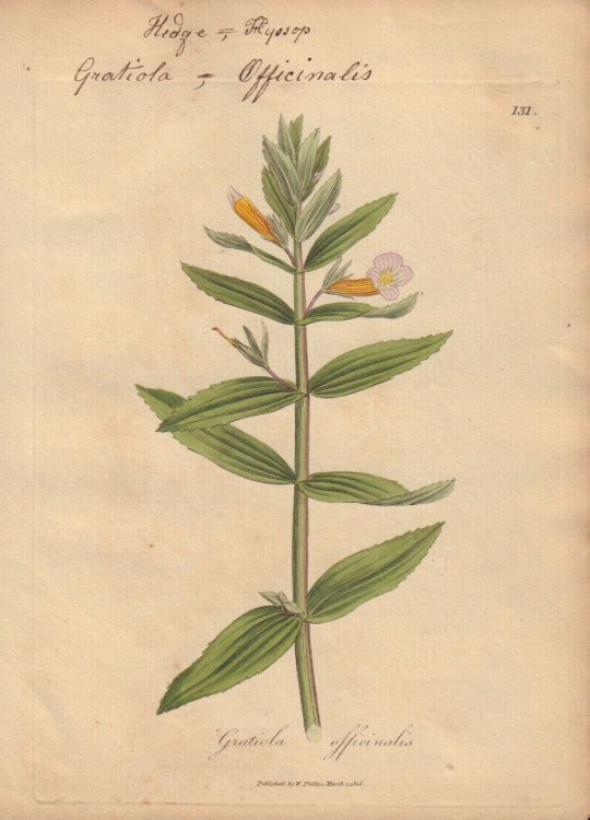 Gratiola officinalis [Gratiola Officinalis; Hedge, Hyssop]