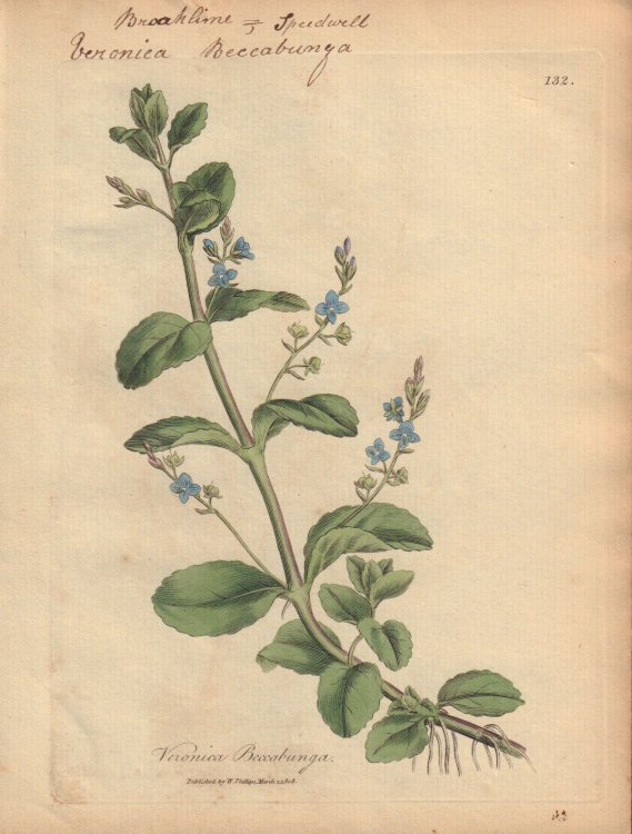 Veronica Beccabunga [Veronica Beccabunga; Brookline Speedwell]