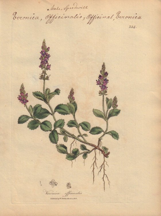 Veronica officinalis [Veronica Officinalis; Officinal Veronica, Male Speedwill]
