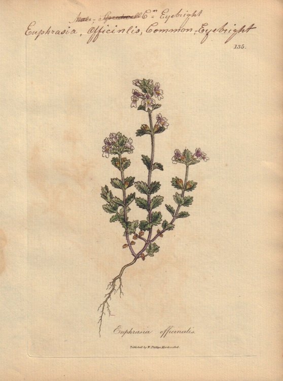 Euphrasia officinalis [Euphrasia Officinalis; Common Eyebright]