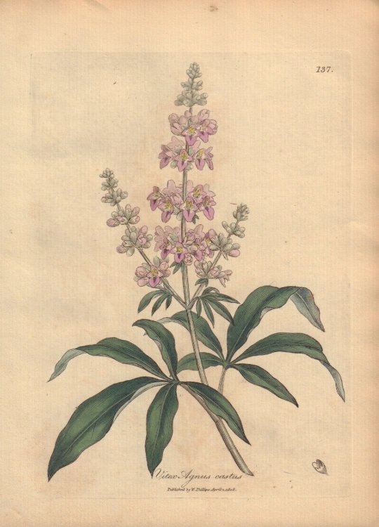 Vitex Agnus castus