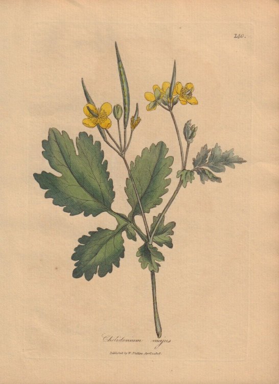 Chelidonium majus