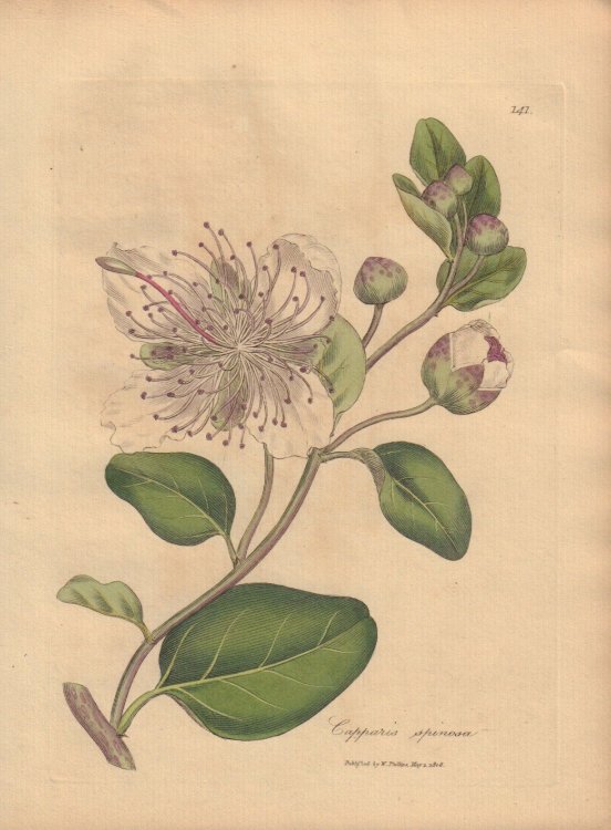 Capparis spinosa
